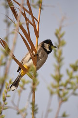White eared bulbul Pycnonotus leucotis, a bird perched on a cane in the Al Azrak reserve in Jordan and singing a mating song to lure a partner and build a nest. settled species and tourist attraction.