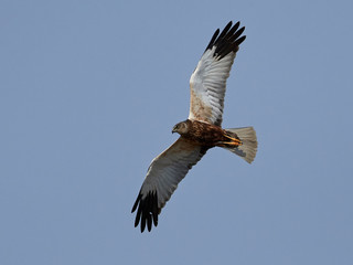 Western marsh harrier (Circus aeruginosus)