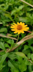 yellow dandelion flower