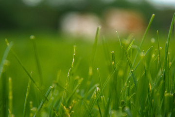 Fototapeta premium Green grass with blurred cows on the background. Close up of grazed grass stem.Beef cattle pasturing free blurred image.Close up of fresh juicy green grass eaten by livestock.Summer feed for beasts.