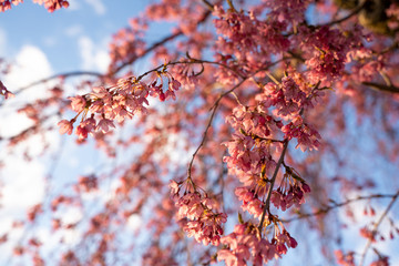 Beautiful Pink Flowers in a Blue Sky Background