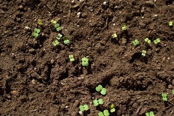 Garden Rockets Sprouts on the Soil