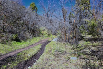 Hiking Trails in Oquirrh, Wasatch, Rocky Mountains in Utah early spring with leaves. Backpacking, biking, horseback through trees in the Yellow Fork and Rose Canyon by Salt Lake City. United States of