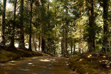 path in the woods