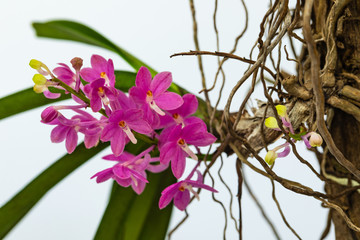 Ascocentrum ampullaceum., Beautiful rare wild orchids in tropical forest of Thailand.