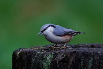 Eurasian nuthatch (Sitta europaea)