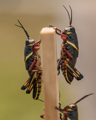 black grasshopper