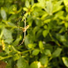 Macrophotography of a spider making its curved web and drops of dew