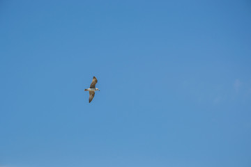 Animal wildlife, single birds flying in the sky, single seagull flight
