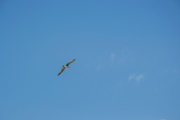Animal wildlife, single birds flying in the sky, single seagull flight
