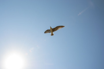 Animal wildlife, single birds flying in the sky, single seagull flight
