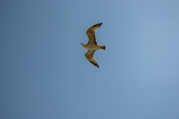 Animal wildlife, single birds flying in the sky, single seagull flight
