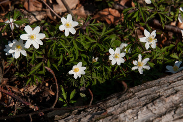 windflowers with white tepals on forest floor