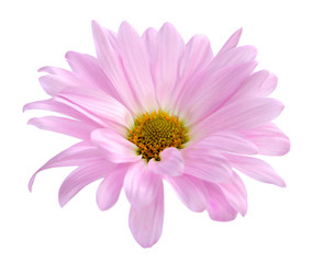 Naklejka premium purple chrysanthemum