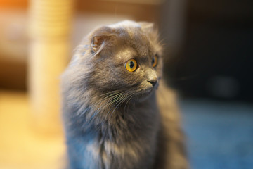 Gray british longhair cat portrait.