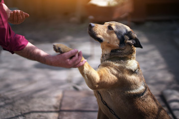 dog and man. friendly handshake
