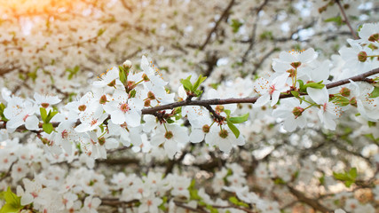apricot tree branch at flowering time