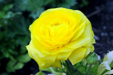 yellow buttercup flower