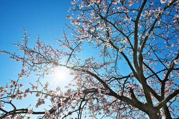 apricot tree at flowering time with sun background