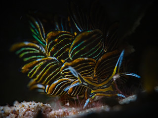 Black-lined sapsucking slug, Goldene Schlundsackschnecke (Cyerce nigra)