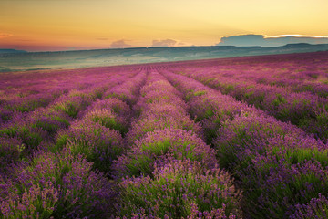 Plakat Meadow of lavender. Nature composition.