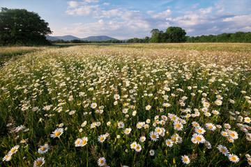 chamomile field flowers. blooming meadow chamomilles