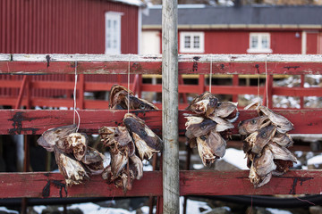 Stockfish (cod), process of stockfish cod drying during winter time on Lofoten Islands, Norway,...
