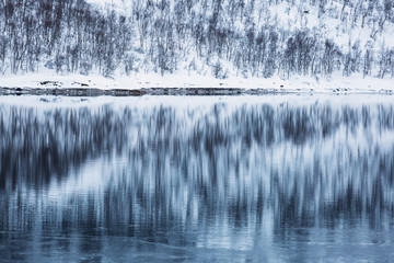 Reflection in water of a forest in winter time.