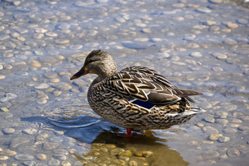 Female Mallard Duck