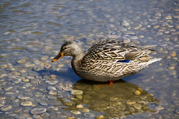 Female Mallard Duck