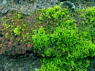Close up of green moss on stone wall
