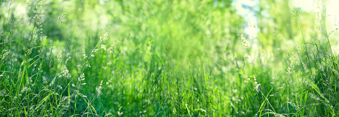 nature green Grass Background. summer season. purity freshness nature. template for design. banner....