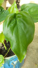leaf texture bright close up