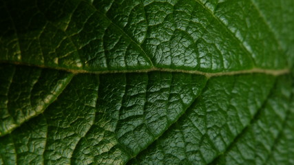green texture leaf pattern