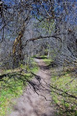 Hiking Trails in Oquirrh, Wasatch, Rocky Mountains in Utah early spring with leaves. Backpacking, biking, horseback through trees in the Yellow Fork and Rose Canyon by Salt Lake City. United States of