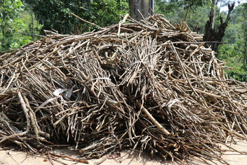 Firewood stack stored for use in winter