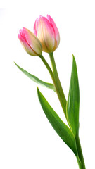  pink tulip bulb