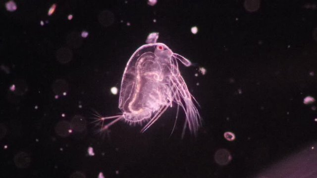 The Cladocera are an order of small crustaceans commonly called water fleas on the slide under microscope.
