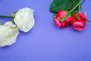 Rose flowers on blue purple color backdrop. Floral pattern. Copy space for text. Banner or template. View from above, flat lay. Flower background.