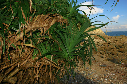 a sea pandanus or pine plant tree. Group, leaves.