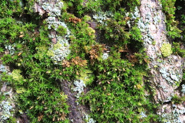Tree bark. Green moss. Abstract background. Macro.