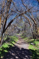 Fototapeta premium Hiking Trails in Oquirrh, Wasatch, Rocky Mountains in Utah early spring with leaves. Backpacking, biking, horseback through trees in the Yellow Fork and Rose Canyon by Salt Lake City. United States of