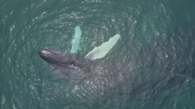 Humpback Whale and Calf Watching off Isla Conadora, Las Perlas Panama Drone Aerial View