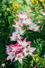 pink white lily flower on a background of green spring garden. Selective focus macro shot with shallow DOF