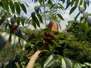 Close up swietenia mahagoni (mahoni, mauni) flower with natural background. Mahogany is a...