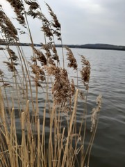 reeds in the water