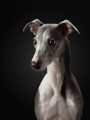 Portrait of a dog on a dark background. Funny whippet in the studio. Beautiful light