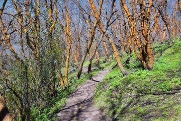 Hiking Trails in Oquirrh, Wasatch, Rocky Mountains in Utah early spring with leaves. Backpacking, biking, horseback through trees in the Yellow Fork and Rose Canyon by Salt Lake City. United States of
