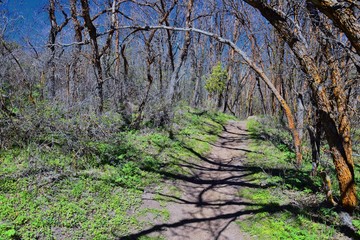 Hiking Trails in Oquirrh, Wasatch, Rocky Mountains in Utah early spring with leaves. Backpacking, biking, horseback through trees in the Yellow Fork and Rose Canyon by Salt Lake City. United States of