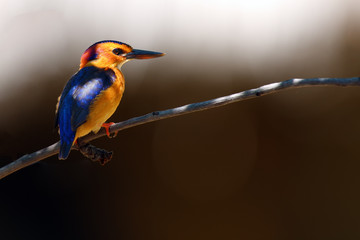 African pygmy kingfisher (Ispidina picta) sitting on a branch with a dark background.Pygmy kingfisher, savannah kingfisher, in a typical environment.